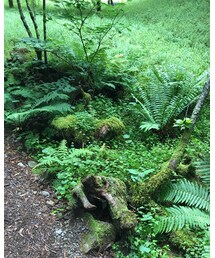 苔が雰囲気いいです。 | その他
