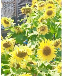 TIFFANY&Co. | ネックレス