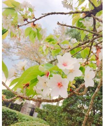 さくら🌸 | その他