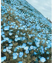 ネモフィラ✿ | その他