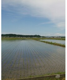 田植え体験🌾 | その他
