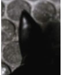 Maison Margiela | ブーツ