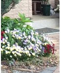 花の「インテリア(フラワーベース)」