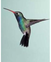 ハミングバード | その他