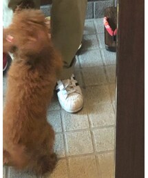 adidas | スニーカー