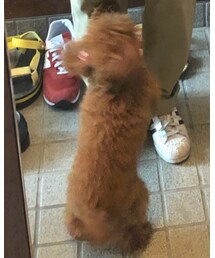 イッヌ | その他