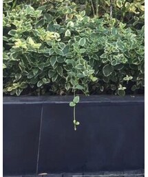 MOUSSY | デニムパンツ