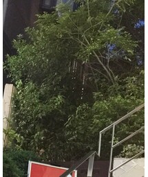 AZUL by moussy | キャップ