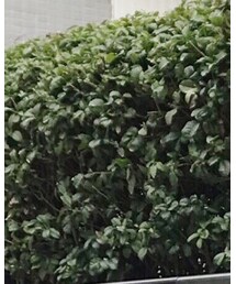 MOUSSY | ブルゾン