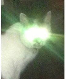 安全套 | その他