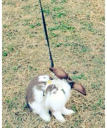 うさぎ | その他