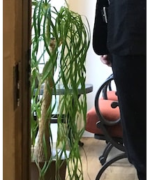 UNIQLO | その他パンツ