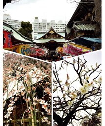 湯島天神❣ | その他