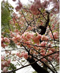 さくら🌸 | その他