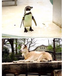 井の頭公園 | その他
