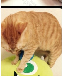 ぴーたん | その他