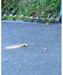 ALTAIR | バックパック/リュック