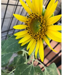 ひまわり🌻✨ | その他