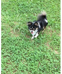 ミント🐶 | その他