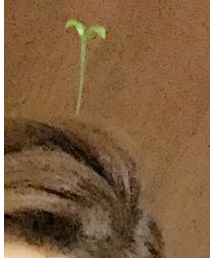 GRASS | バレッタ/ヘアクリップ