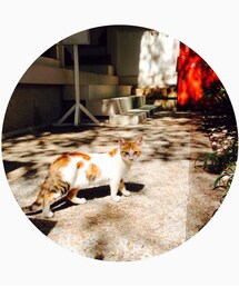 ねこちゃん | その他