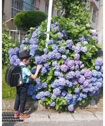 紫陽花 | その他