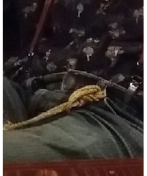 UNIQLO | デニムパンツ