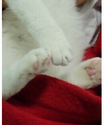 nice that | その他アウター