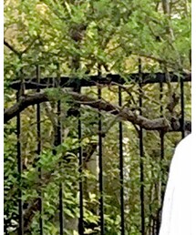 UNIQLO | シャツ/ブラウス