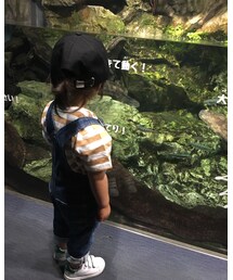 オオサンショウウオ | その他