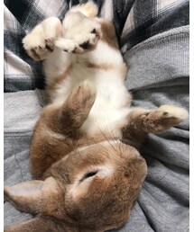 捕獲されて不満げな獣 | その他