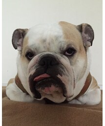 がおー | その他