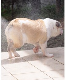 本日のニイチ | 水浴び🐶(その他)