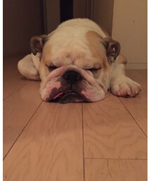 ニイチ | その他