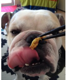 ニイチの高速舌技 | その他