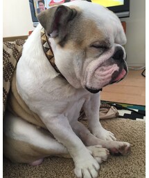 ニイチ留守番😭 | その他