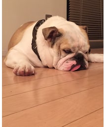 夏が苦手💦 | その他