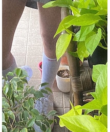 Supreme  | ソックス/靴下