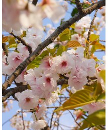 桜🌸 | その他
