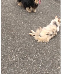愛猫 | その他