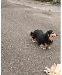 愛犬 | その他