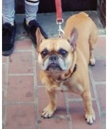 GUCCI | おもちゃ