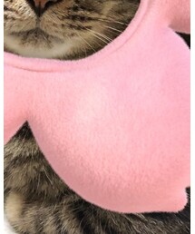 SNOW | ペットウェア