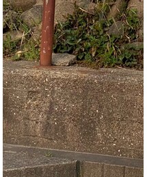 Verybrain | ワンピース