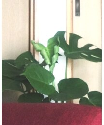 ゴアガチャ | かごバッグ