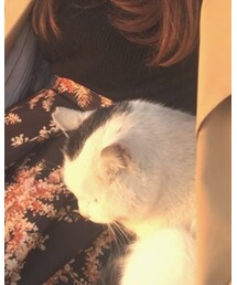 猫 | クラッチバッグ