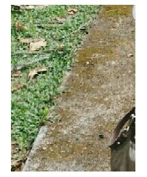 COACH | ハンドバッグ