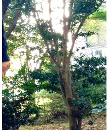 EMODA | ニット/セーター