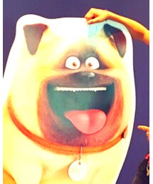 メル🐶 | その他