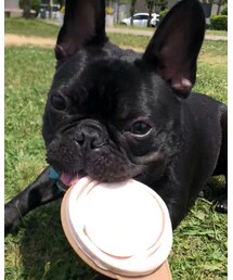 もーちゃん🐶 | その他